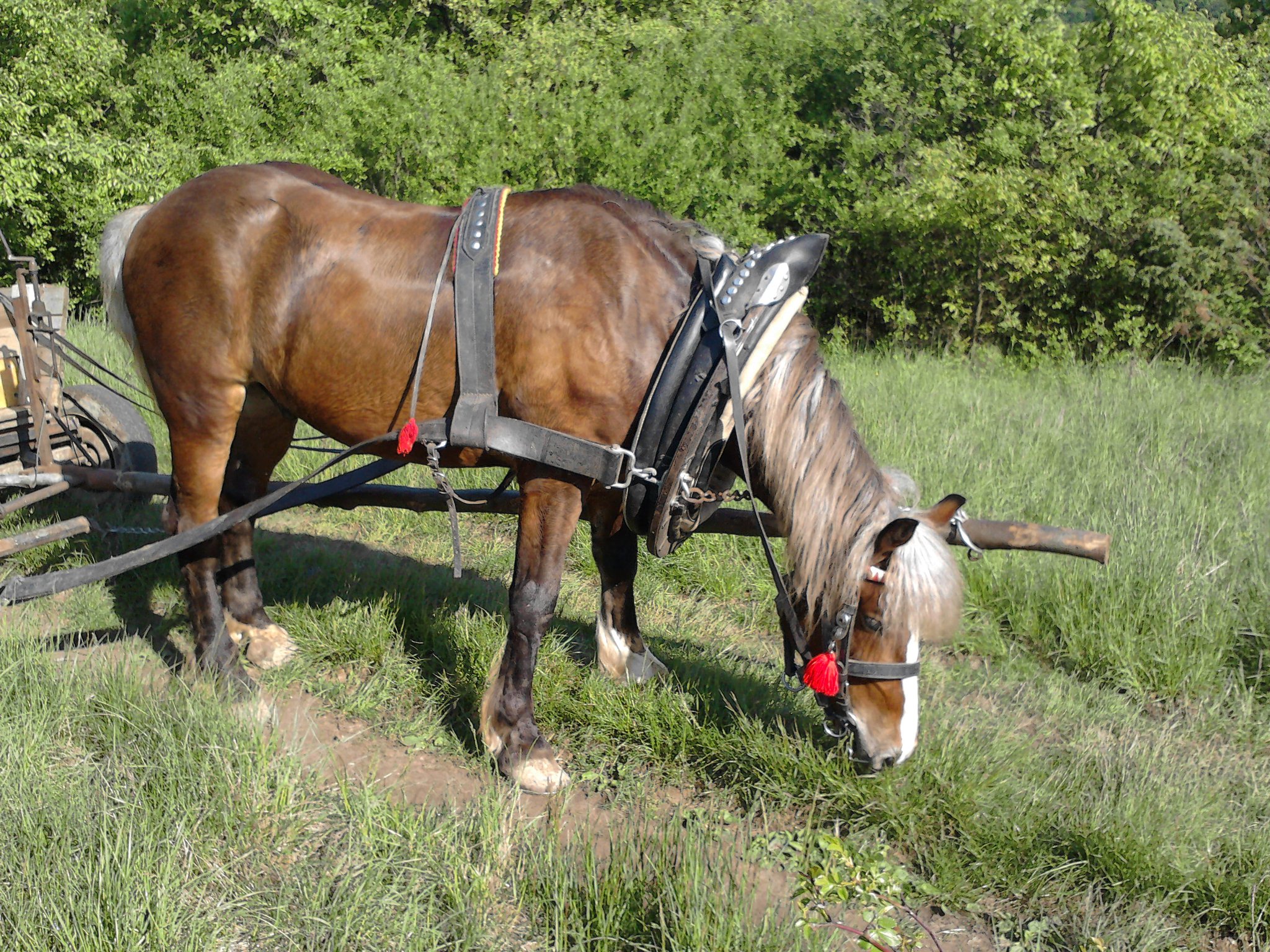 omarčok